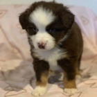 Prod�m roztomil� �t��ata australsk�ho ov��ka