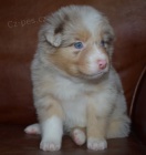 Prod�m o�kovan� �t��ata australsk�ho ov��ka