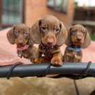 Prod�m zdrav�, o�kovan� a od�erven� �t��ata kr�tkosrst�ch trpasli��ch jezev��k�.