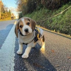 Kr�sn� a rozko�n� �t��ata BEAGLE k dispozici a p�ipravena k prodeji.
