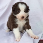 Prod�m od�erven� a o�kovan� �t��ata Border kolie