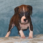 Prod�m kr�sn� o�kovan� �t��ata n�meck�ho boxera