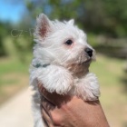 PROD�M KR�SN� A O�KOVAN� �t��ata West Highland White Terriers