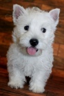 PROD�M KR�SN� A O�KOVAN� �t��ata West Highland White Terriers