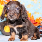 Prod�m zdrav� �t��ata mini jezev��k�