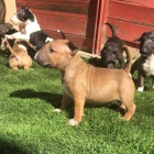 Prod�m mini �t��ata anglick�ho bulteri�ra