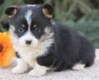 Prod�m kr�sn� mini o�kovan� �t��ata Pembroke Welsh Corgi.