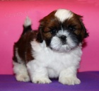 Prod�m mini hra�ku o�kovan� �t��ata SHIH TZU