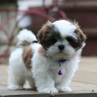 Prod�m mini hra�ku o�kovan� �t��ata SHIH TZU