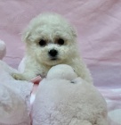 Prod�m kr�sn� o�kovan� mini �t��ata West Highland White Terriers
