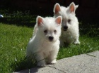 Prod�m kr�sn� o�kovan� mini �t��ata West Highland White Terriers