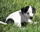 Prod�m zdrav� �t��ata jack russell teri�ra.