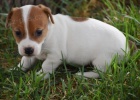 Prod�m �t��ata jack russell teri�ra.