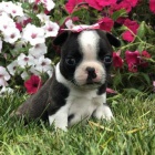 Prod�m �t��ata bostonsk�ho teri�ra