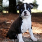 Prod�m �t��ata bostonsk�ho teri�ra