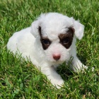 Prod�m �t��ata mini toy pudla.