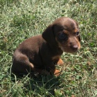 Prod�m �t��ata trpasli��ho pejska a fenky hladkosrst�ho jezev��ka.