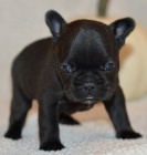 Prod�m �t��ata �ern�ho francouzsk�ho buldo�ka.