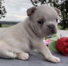 Prod�m mini �t��ata francouzsk�ho buldo�ka.