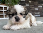 Prod�m �t��ata SHIH TZU