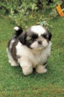 Prod�m �t��ata SHIH TZU