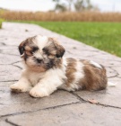 Prod�m �t��ata SHIH TZU