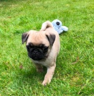 �t��ata mops� na prodej