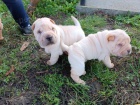 Shar Pei �t��ata