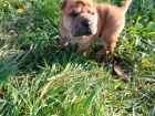 Shar Pei �t��ata