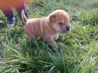 Shar Pei �t��ata