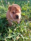 Shar Pei �t��ata