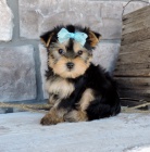 Kr�sn� �t���tka jork��rsk�ho teri�ra do nov�ho domova