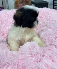 �t�n� shih tzu hled�m k prodeji