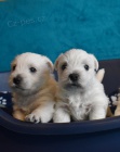West highland white terrier - west�k