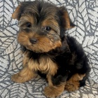 Kr�sn� �t���tka jork��rsk�ho teri�ra do nov�ho domova