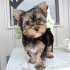 Kr�sn� �t���tka jork��rsk�ho teri�ra do nov�ho domova