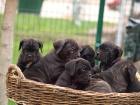 Cane Corso �t��ata