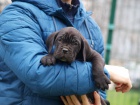 Cane Corso �t��ata