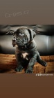 Cane Corso �t��ata