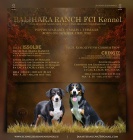 Entlebu�sk� sala�n�cky pes