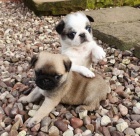 Prod�m kr�sn� �t���tka MINI mopse