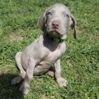 �t��ata v�marsk�ch oha�� na prodej