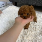 Prod�m o�kovan� �t��ata pudla MINI TOY.