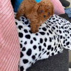 Prod�m o�kovan� �t��ata pudla MINI TOY.