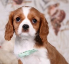 Zdrav� �t��ata kaval�ra King Charles �pan�la pejska a feny pudla na prodej.