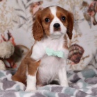 Zdrav� �t��ata kaval�ra King Charles �pan�la pejska a feny pudla na prodej.