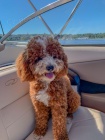 Prod�m �t��ata Cavapoo
