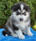 Prod�m miniaturn� �t��ata Pomskies