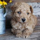 Prod�m kr�sn� �t��ata standardn�ho PUDLA. Jsou o�kovan� a od�erven�.