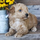 Prod�m kr�sn� �t��ata standardn�ho PUDLA. Jsou o�kovan� a od�erven�.